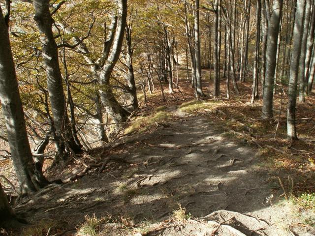 diesmal geht es steil durch den Wald runter