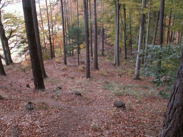 Weglos geht es nun durch den Wald runter bis zu Punkt 739 m.ü.M. bei Mattheid