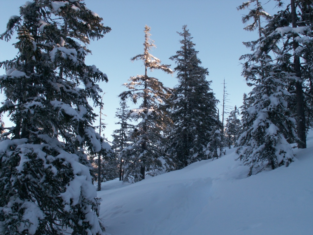 es geht in den Wald