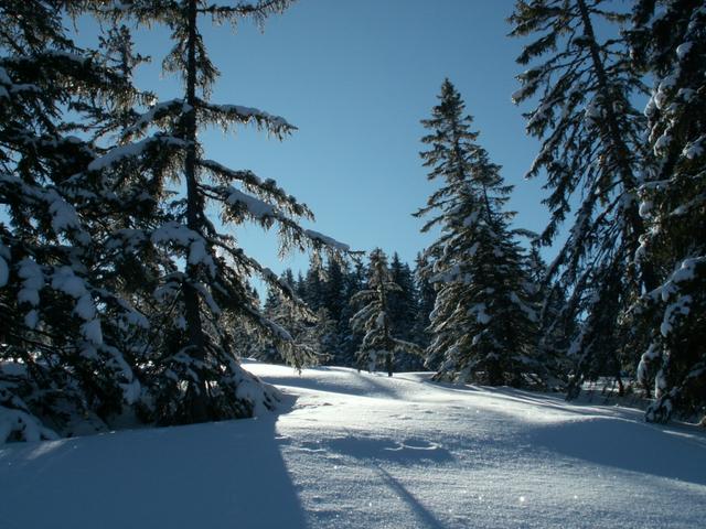 einfach perfekt. Das Wetter der Schnee