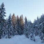 wir durchlaufen ein tiefverschneiter Wald