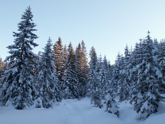 wir durchlaufen ein tiefverschneiter Wald