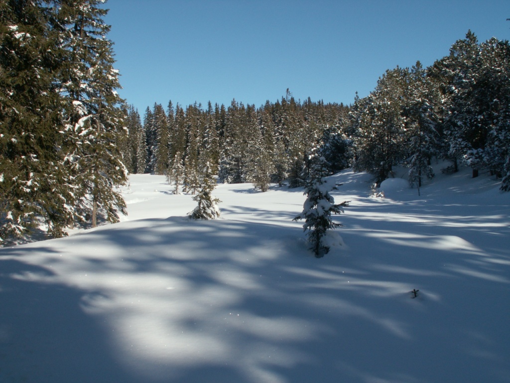 Waldlichtung bei Punkt 1664 m.ü.M.