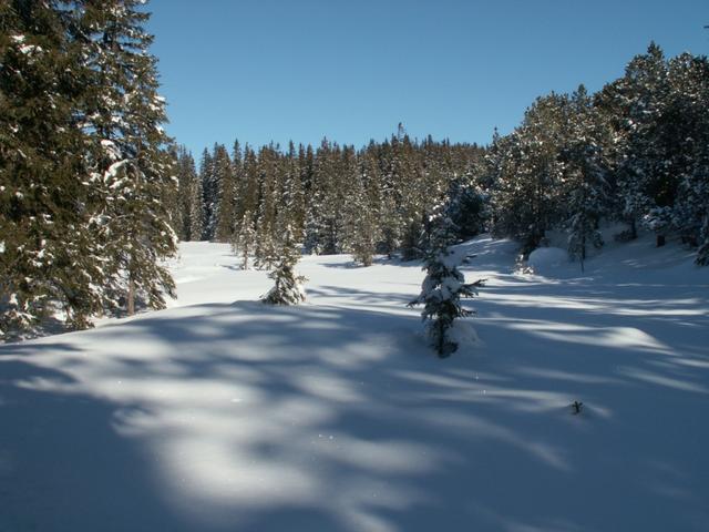 Waldlichtung bei Punkt 1664 m.ü.M.