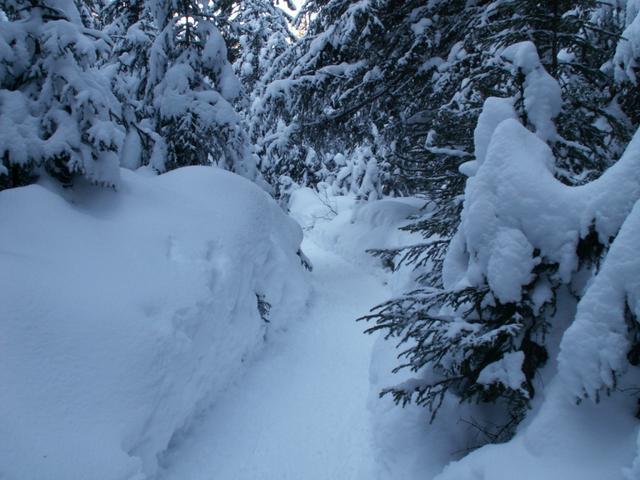 einfach schön durch diesen Wald zu laufen