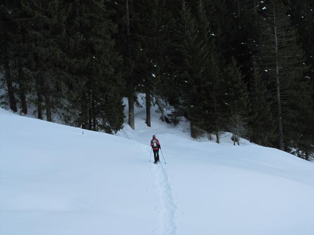 es rein in den Wald