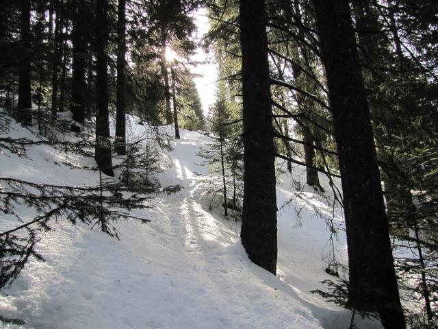 einfach schön, so durch den Wald zu laufen