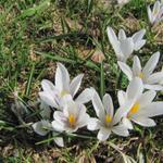 Krokusse schiessen aus dem Boden