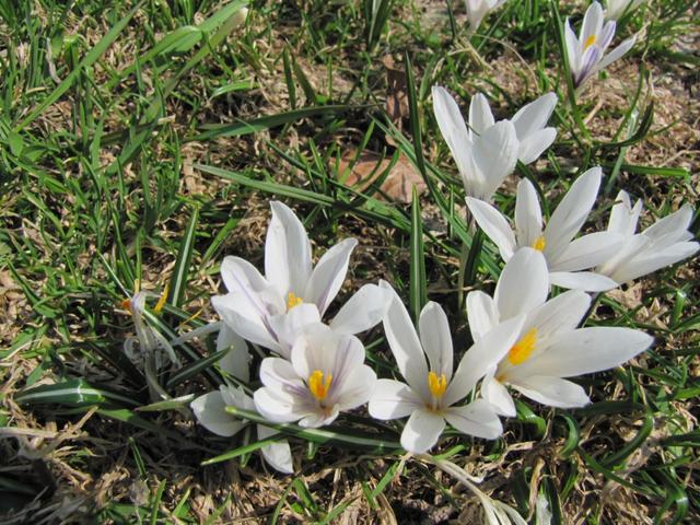 Krokusse schiessen aus dem Boden