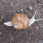 ist die Schnecke auch auf dem Weg nach Santiago?