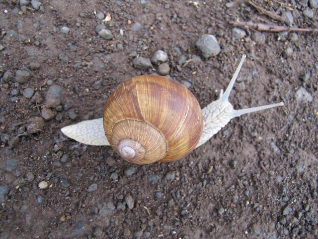 ist die Schnecke auch auf dem Weg nach Santiago?