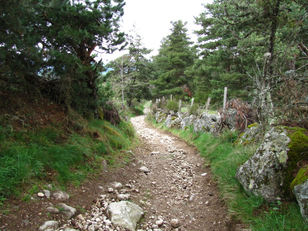 der Weg führt durch einen schönen Wald