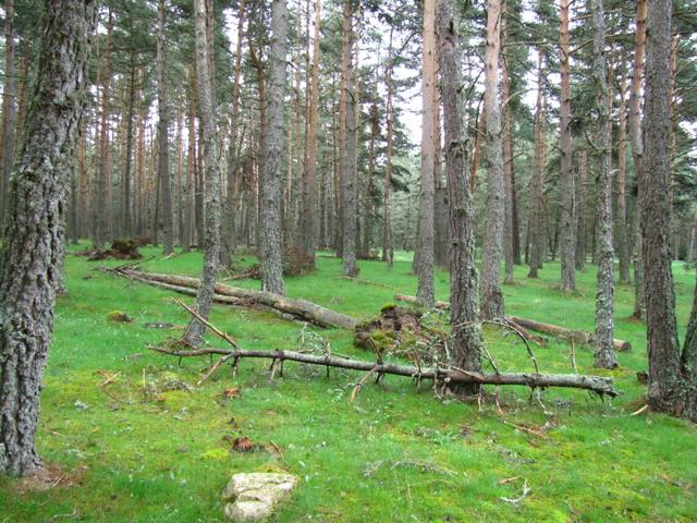 der Weg führt einem durch einen schönen Wald