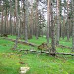 der Weg führt einem durch einen schönen Wald