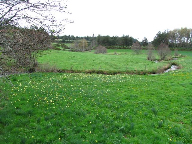 überall auf der Wiese sind Wildnarzissen ersichtlich