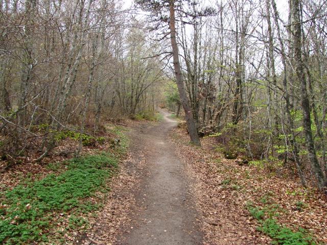 als früher die Pilger hier durchliefen, war die ganze Margeride von Wald bedeckt.