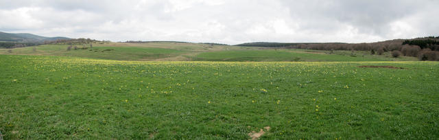 Breitbildfoto von der Domaine du Sauvage aus gesehen. Tausende Wildnarzissen blühen