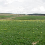 Breitbildfoto von der Domaine du Sauvage aus gesehen. Tausende Wildnarzissen blühen