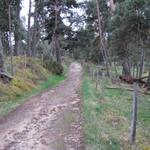 der Weg führt immer wieder durch schöne Wälder