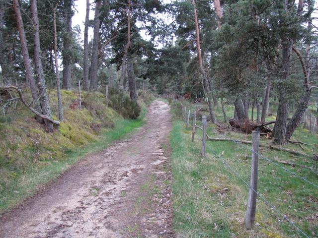 der Weg führt immer wieder durch schöne Wälder