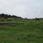 wir befinden uns nun in der Landschaft des Aubrac