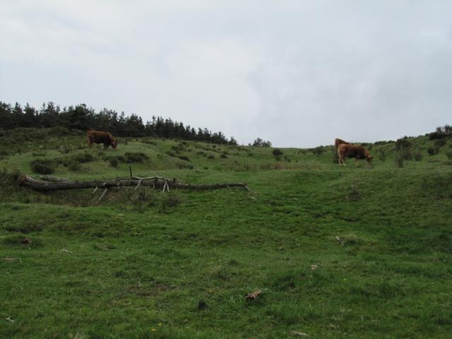 wir befinden uns nun in der Landschaft des Aubrac