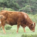 und schon sieht man die ersten Aubrac Rinder