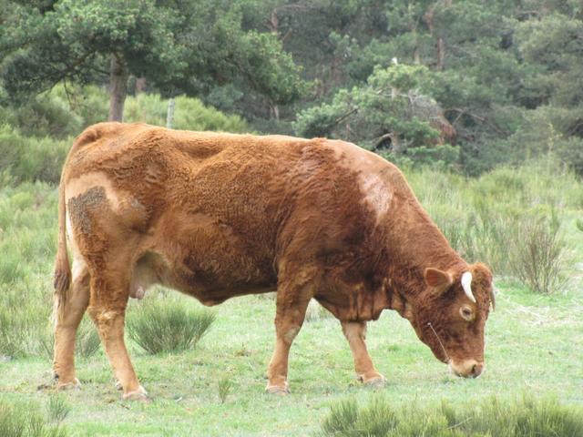 und schon sieht man die ersten Aubrac Rinder