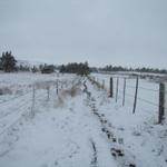 zwischen Weidezäunen führt uns nun der Weg ins verschneite Aubrac