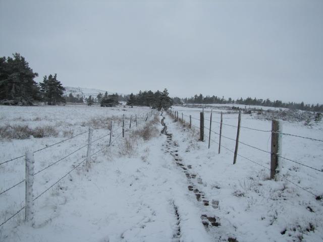 zwischen Weidezäunen führt uns nun der Weg ins verschneite Aubrac