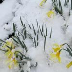 die schönen Wildnarzissen werden alle vom Schnee verdeckt