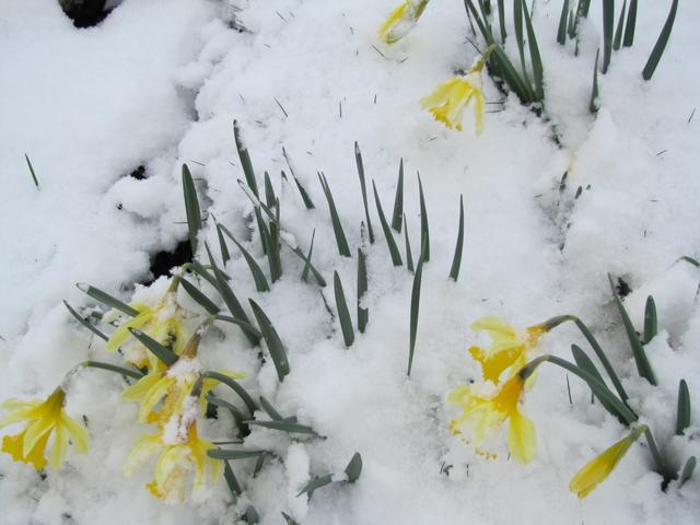 die schönen Wildnarzissen werden alle vom Schnee verdeckt