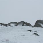 beim Roc des Loups, riesige abgerundete Granitsteine. Imposant