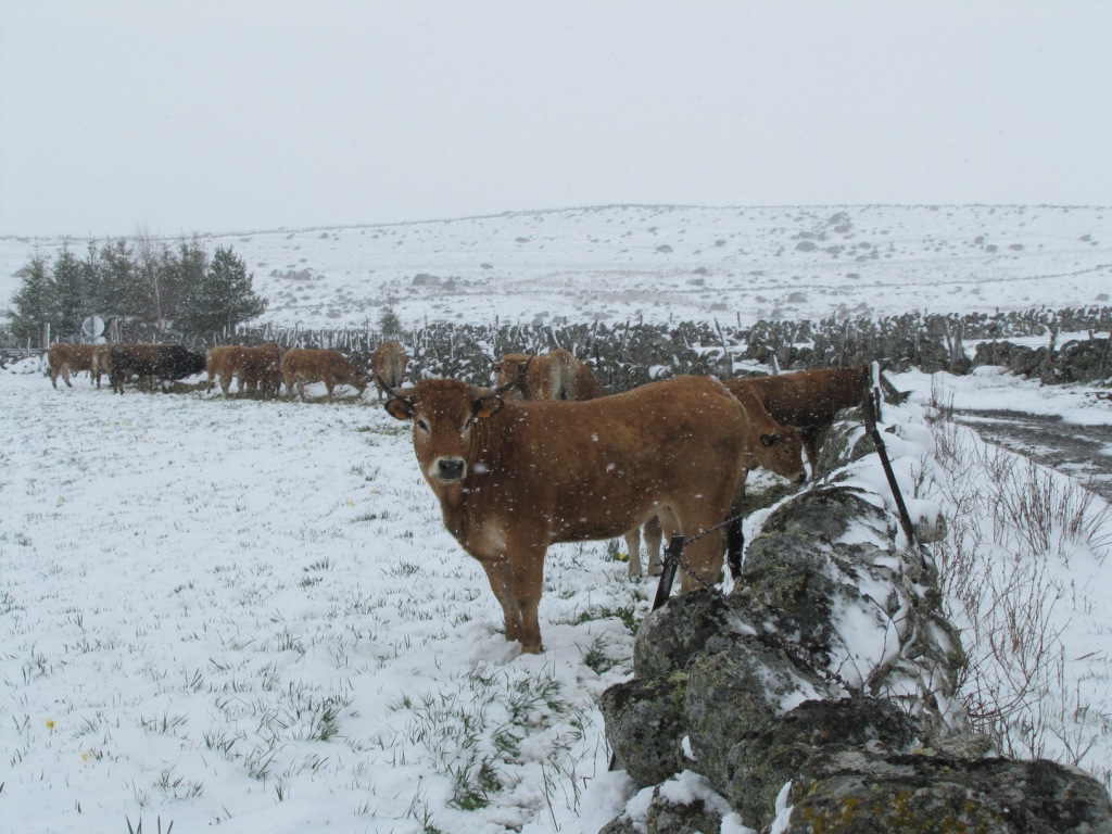 soger die Aubrac Kühe suchen Schutz
