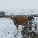 soger die Aubrac Kühe suchen Schutz