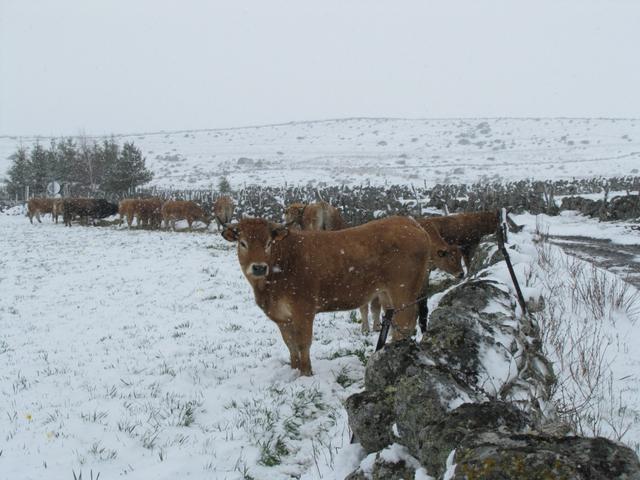 soger die Aubrac Kühe suchen Schutz