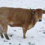 ein schönes Aubrac Rind