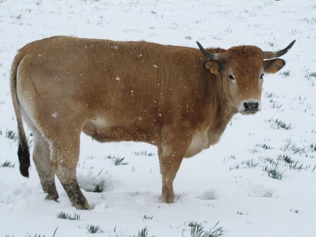 ein schönes Aubrac Rind