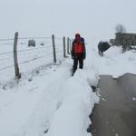 Mäusi sucht einen Weg zwischen Schneeverwehungen und Schlamm