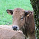 die letzten Aubrac Rinder