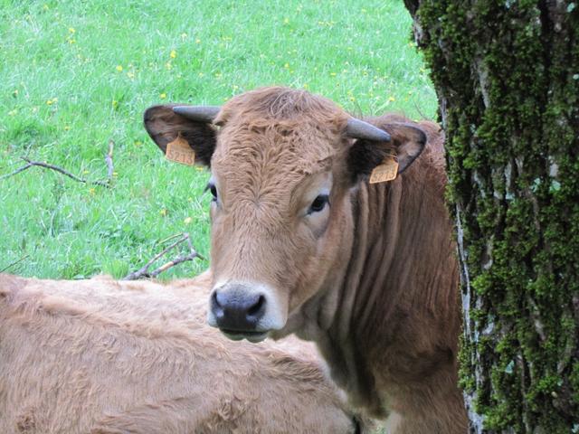 die letzten Aubrac Rinder