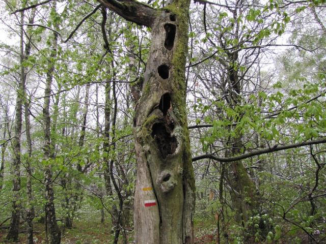 an diesem Baum hat ein Specht gewütet