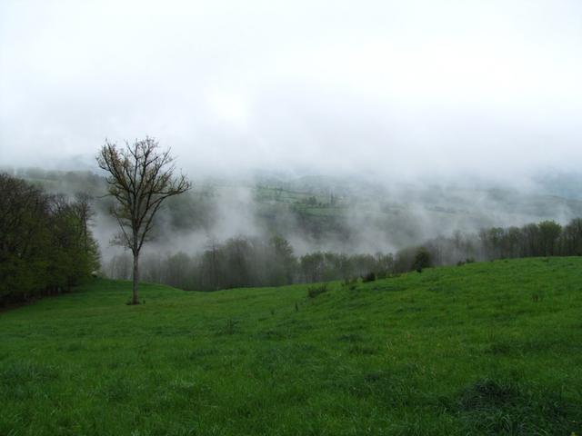 Wasserdampf steigt aus den Wälder empor