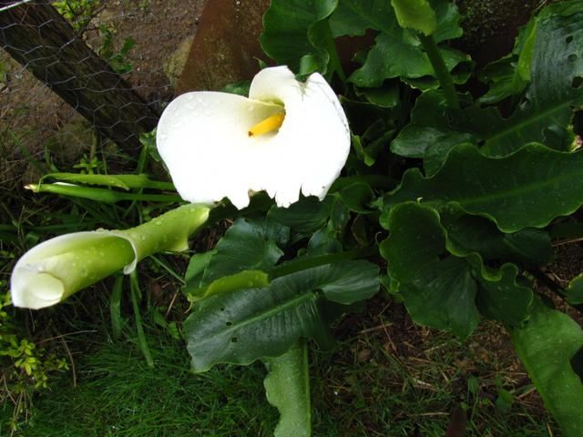 die ersten Blumen tauchen auf