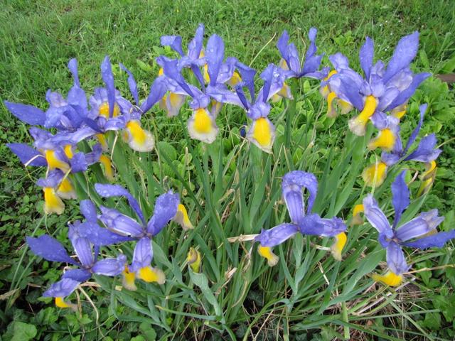 schöne Lilien