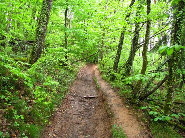 durch einen wilden Wald, leider sehr morastig, geht es aufwärts Richtung Espalion