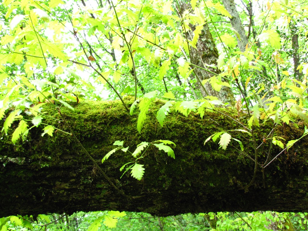 es ist wie im Urwald
