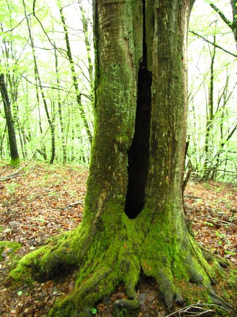 ein richtig mystischer Urwald