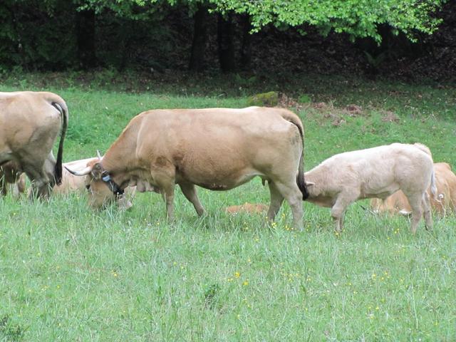 hier werden Kälber noch direkt von der Mutterkuh gesäugt