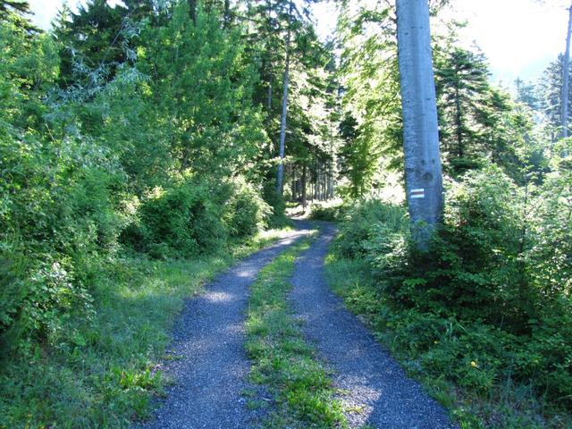 auf einer Forststrasse führt der Wanderweg bis zu Punkt 977